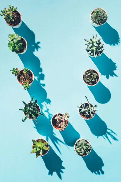 Top view of letter W made from green potted plants on blue — Stock Photo