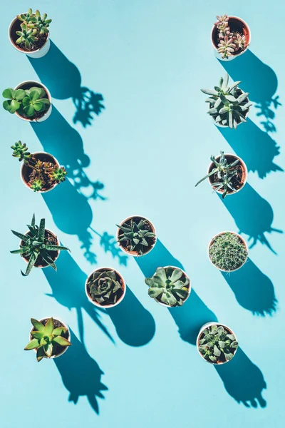 Top view of letter W made from green potted plants on blue — Stock Photo