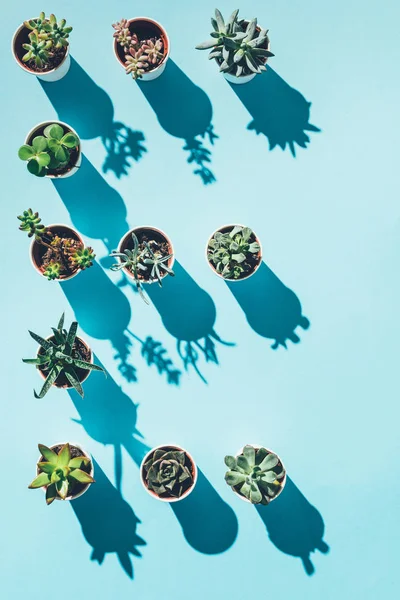 Vue du dessus de la lettre E réalisée à partir de plantes vertes en pot sur bleu — Photo de stock