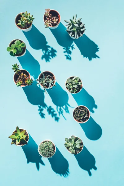 Vista superior de la letra S hecha de plantas en maceta verde sobre azul - foto de stock