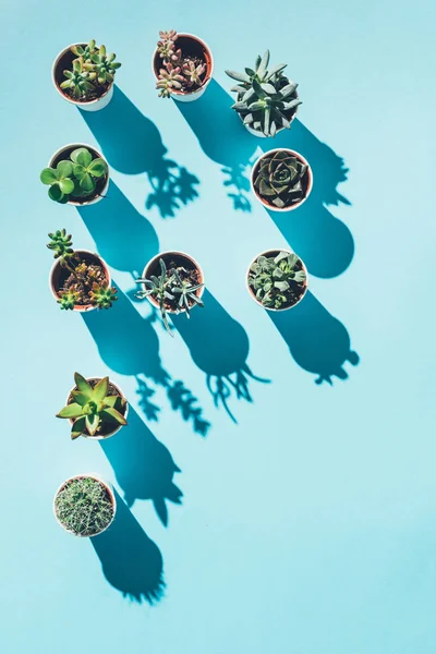 Vista superior de la letra P hecha de plantas en maceta verde sobre azul - foto de stock