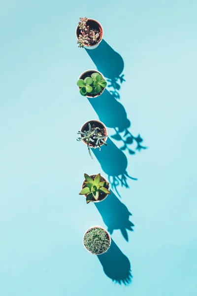 Top view of letter I made from green potted plants on blue — Stock Photo