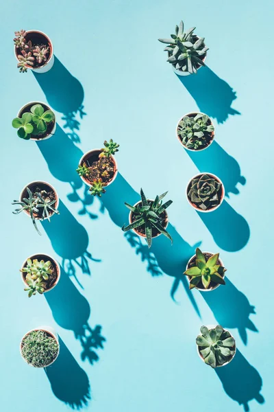 Vista superior de la letra N hecha de plantas en maceta verde sobre azul - foto de stock