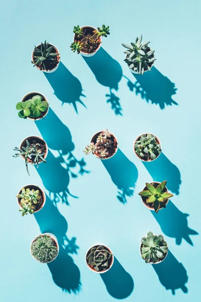 Vista superior de la letra G hecha de plantas en maceta verde sobre azul - foto de stock