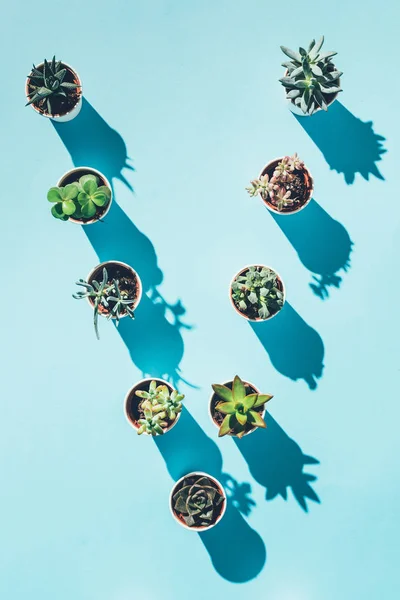 Vista superior de la letra V hecha de plantas en maceta verde sobre azul - foto de stock