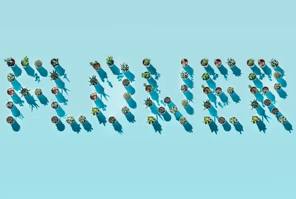 Вид зверху на квітку слова з зелених горщиків на синьому — стокове фото