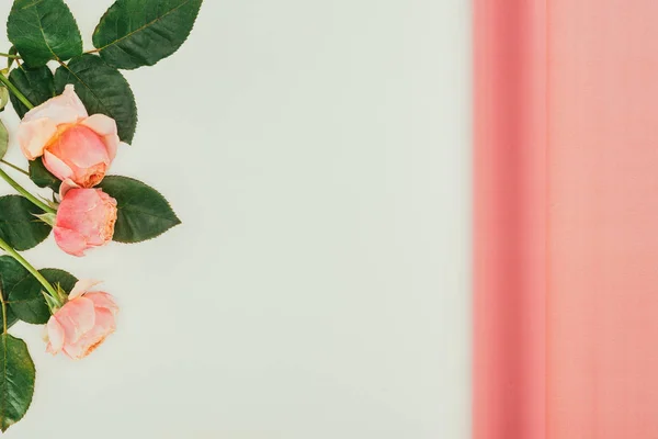 Schöne rosa Rosen mit grünen Blättern auf grauem Hintergrund — Stockfoto