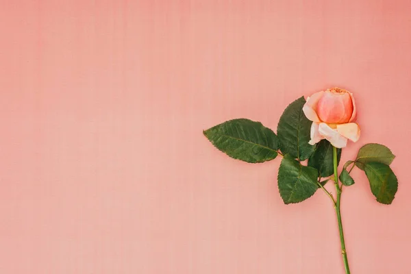 Красивый нежный розовый цветок розы с зелеными листьями на розовом фоне — стоковое фото