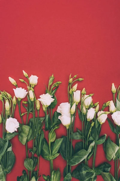 Beautiful tender eustoma flowers and buds with green leaves on red background — Stock Photo