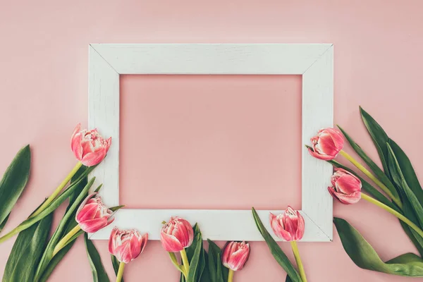 Beautiful pink tulip flowers and empty white frame on pink — Stock Photo