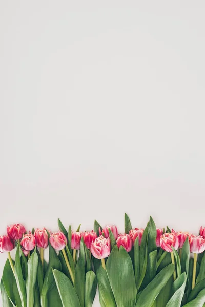 Schöne rosa Tulpenblüten mit grünen Blättern auf grauem Hintergrund — Stockfoto