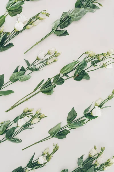 Візерунок з красивих квітучих білих квітів з зеленим листям на сірому — стокове фото