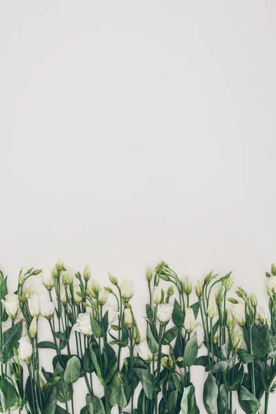 Hermosas flores blancas con hojas verdes sobre fondo gris - foto de stock