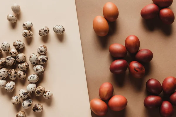 Верхний вид на перепелиные яйца и окрашенные пасхальные яйца — стоковое фото