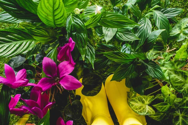 Vue de dessus des bottes et des fleurs en caoutchouc jaune — Photo de stock