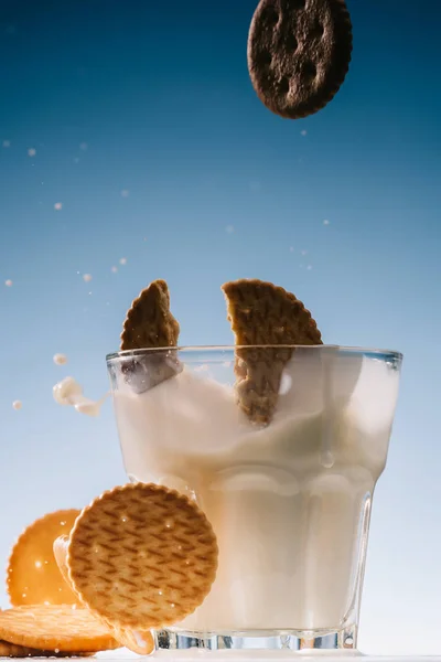 Biscuits au biscuit sucré éclaboussant dans un verre de lait isolé sur fond bleu — Photo de stock