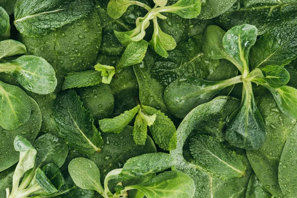 Frische grüne Blätter mit Wassertropfen, schöner blumiger Hintergrund — Stockfoto