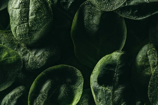 Fond floral foncé avec des feuilles vertes fraîches et des gouttes d'eau — Photo de stock