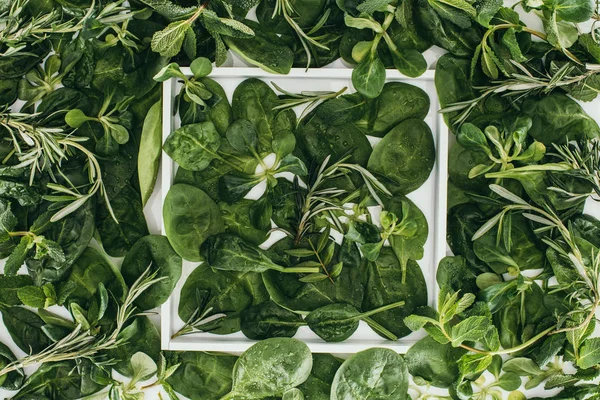 Vue de dessus des belles feuilles vertes fraîches et des plantes dans le cadre blanc sur blanc — Photo de stock