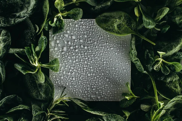 Blank white card with water drops and fresh green leaves — Stock Photo