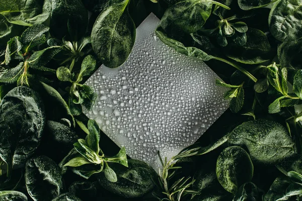 Vista dall'alto del white card bianco con gocce d'acqua e foglie verdi fresche — Foto stock