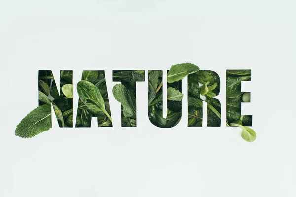 Слово природа из свежих зеленых листьев, изолированных на сером — стоковое фото