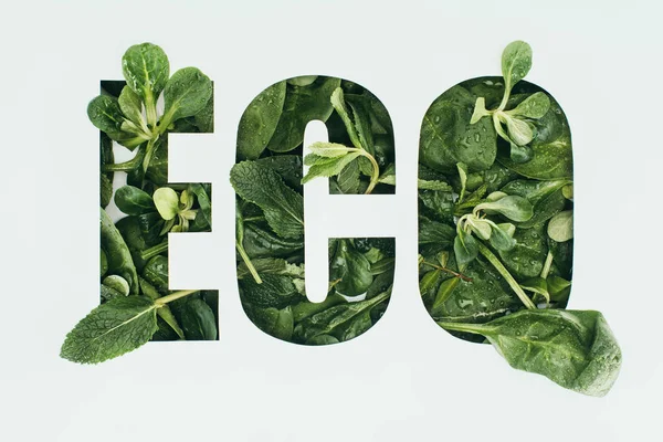 Word eco made from fresh green leaves isolated on grey — Stock Photo