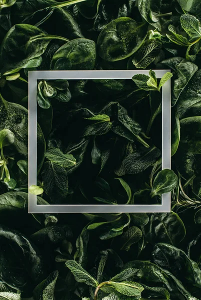 Square white frame and dark green leaves, floral background — Stock Photo