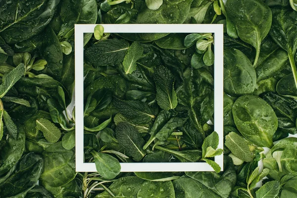 Marco blanco cuadrado y hermosas hojas verdes frescas con gotas de rocío, fondo floral - foto de stock