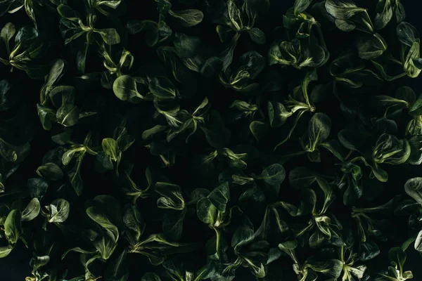 Hermosas hojas verdes frescas, fondo floral oscuro - foto de stock