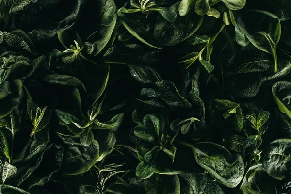 Vista de cerca de hermosas hojas verdes frescas, fondo floral - foto de stock