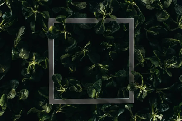 Vue rapprochée du cadre et des feuilles vert foncé, fond floral — Photo de stock