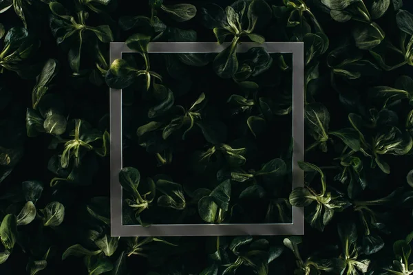 Close-up view of frame and dark green leaves, floral background — Stock Photo