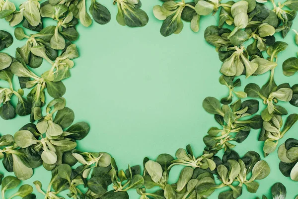 Vue de dessus de belles feuilles vertes fraîches et copier l'espace sur vert — Photo de stock