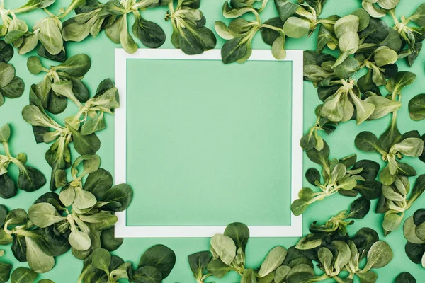 Cadre blanc vierge et feuilles vertes fraîches sur vert — Photo de stock