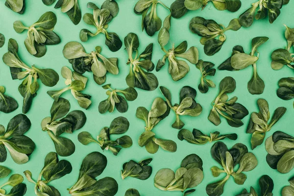 Top view of pattern made from beautiful green corn salad leaves on green — Stock Photo