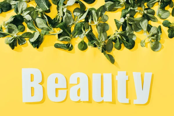 Beautiful green leaves and inscription beauty on yellow — Stock Photo