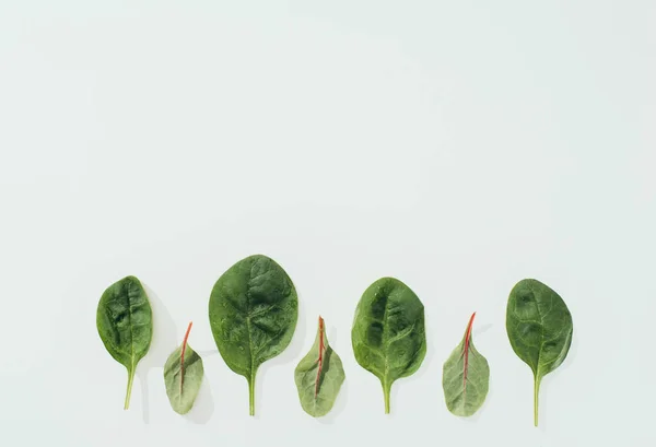 Schöne frische grüne Blätter in einer Reihe isoliert auf grauem Hintergrund — Stockfoto