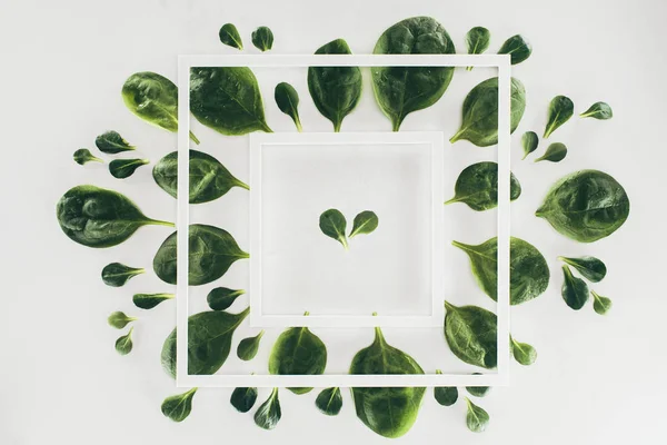 Top view of white square frames and fresh green spinach leaves on grey — Stock Photo