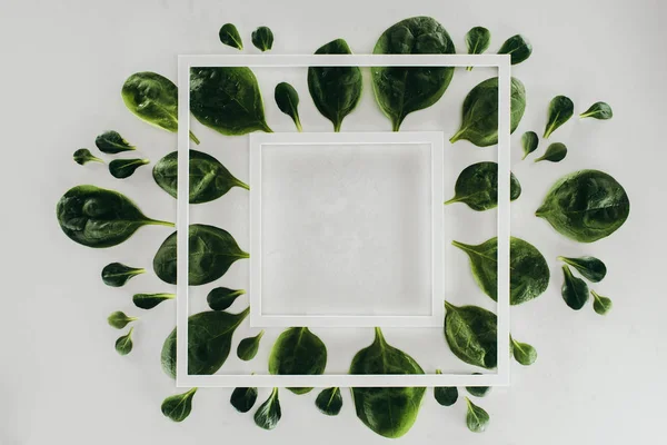Top view of fresh green leaves and white square frames on grey — Stock Photo