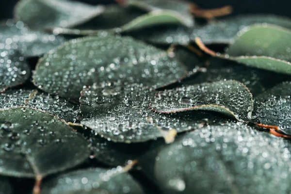 Vista close-up de belas folhas verdes com gotas de orvalho — Fotografia de Stock