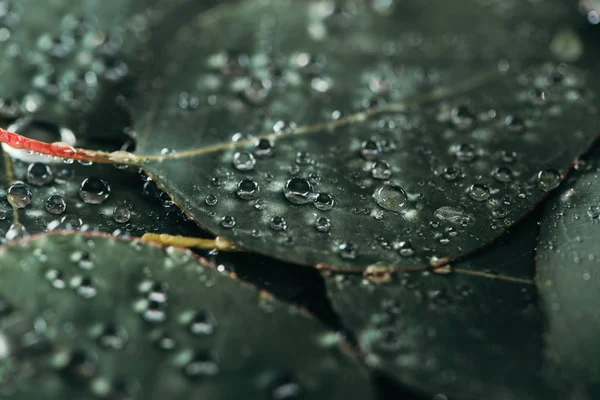 Selective focus of beautiful green eucalyptus with dew drops — Stock Photo