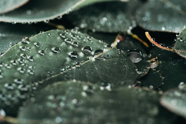 Vue rapprochée de belles feuilles vertes avec des gouttes de rosée sur noir — Photo de stock