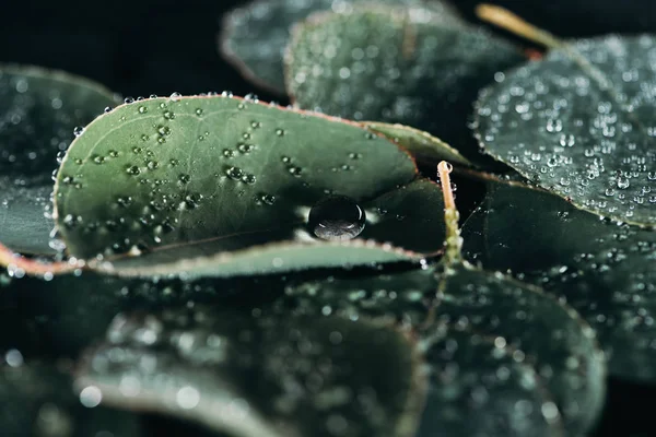 Vue rapprochée de belles feuilles vertes avec des gouttes d'eau sur noir — Photo de stock