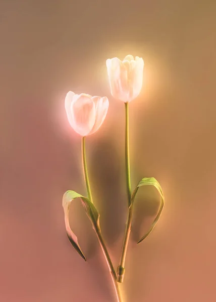Imagen tonificada de hermosos tulipanes brillantes sobre fondo gris - foto de stock