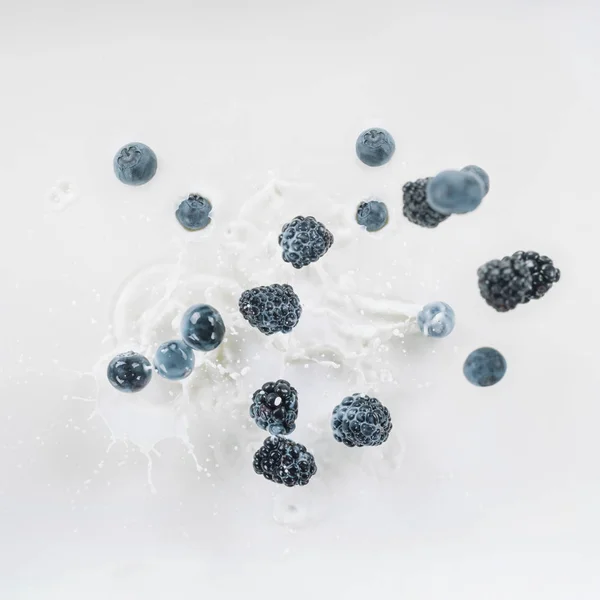 Blackberries and blueberries splashing into milk on white background — Stock Photo