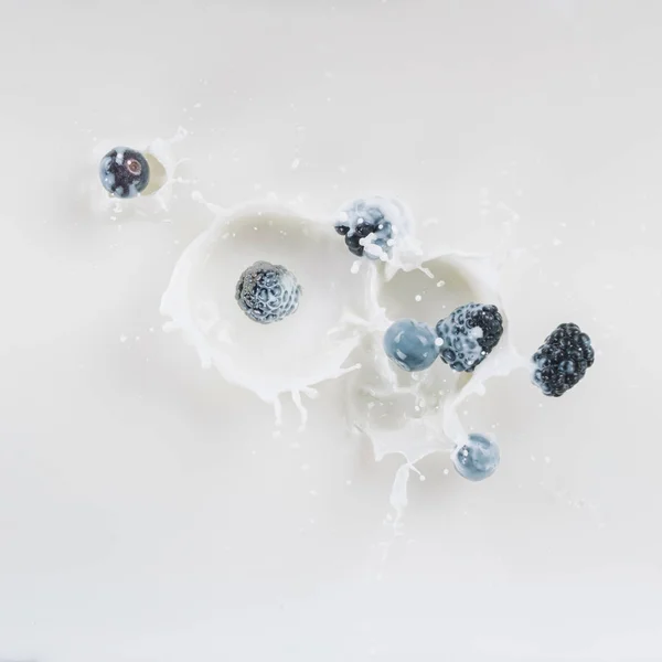 Berries falling in milk with splashes on white background — Stock Photo