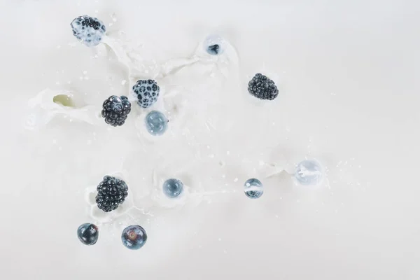 Blackberries and blueberries falling in milk with splashes on white background — Stock Photo