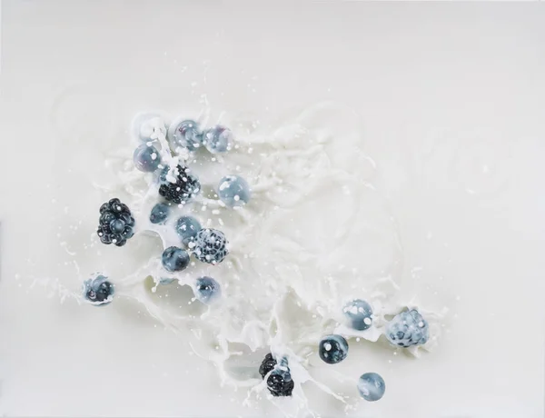 Juicy berries dropping in milk with splashes on white background — Stock Photo