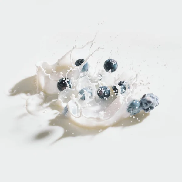 Blackberries and blueberries dropping in milk with splashes on white background — Stock Photo